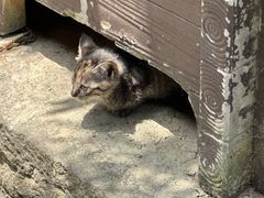 -鸣鹤古镇