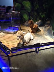 -未来动物城动物主题公园(大悦城店)