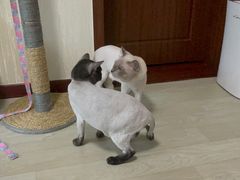 -哈尼爱宠·宠物生活会馆