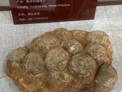 -中国西峡恐龙遗迹园
