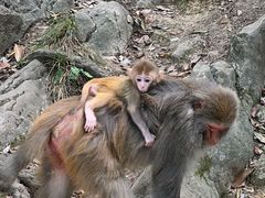 -黔灵山公园