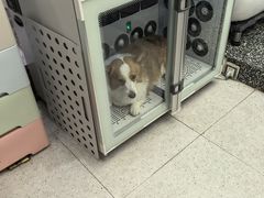 -FAELING PETS美天灵宠物(富力广场店)