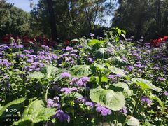 -黑龙江省森林植物园