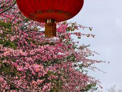 -风云岭森林公园