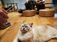 -瞄一喵猫咖(格力海岸店)