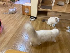 -滚猫咖啡·猫咖·猫友好撸猫(未来城店)