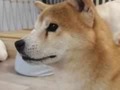 -柴迷FANS CLUB·柴犬狗咖·猫咖