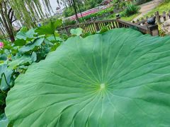 -莲花池公园