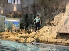 -帝企鹅自助餐厅•儿童岛•真企鹅(长隆企鹅酒店)