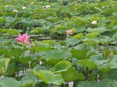-荷塘月色湿地公园·向阳花洲
