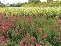 -紫颐香薰山谷景区