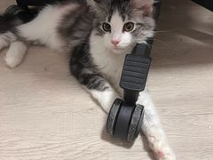 -猫大福·Fortune Cat猫舍(百子湾店)