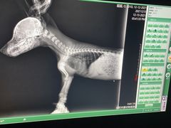 -关爱动物医院·心脏·中兽医·异宠(金牛路分院)