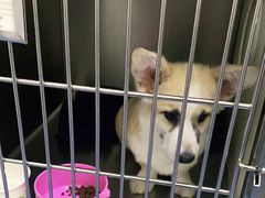 -瑞鹏宠物医院·爱宠堂(环西分院)