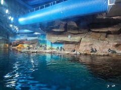 -海合安武汉极地海洋公园