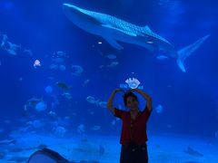 -烟台海昌鲸鲨海洋公园