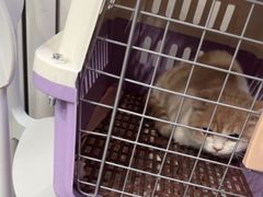 -瑞派宠物医院·犬猫全科·猫友好(宾水西道店)