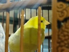 -蘇河湾·新鲁菜·泰山宴(泰山店)