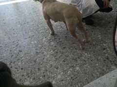 -萌兽医馆·绝育·24小时内科·宠物医院(德胜店)