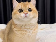 -东方名猫馆·英短金渐层布偶猫舍(环线广场1号楼店)