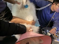 -半岛宠物医院24小时·内窥镜·牙科·碎石中心(府城大道店)
