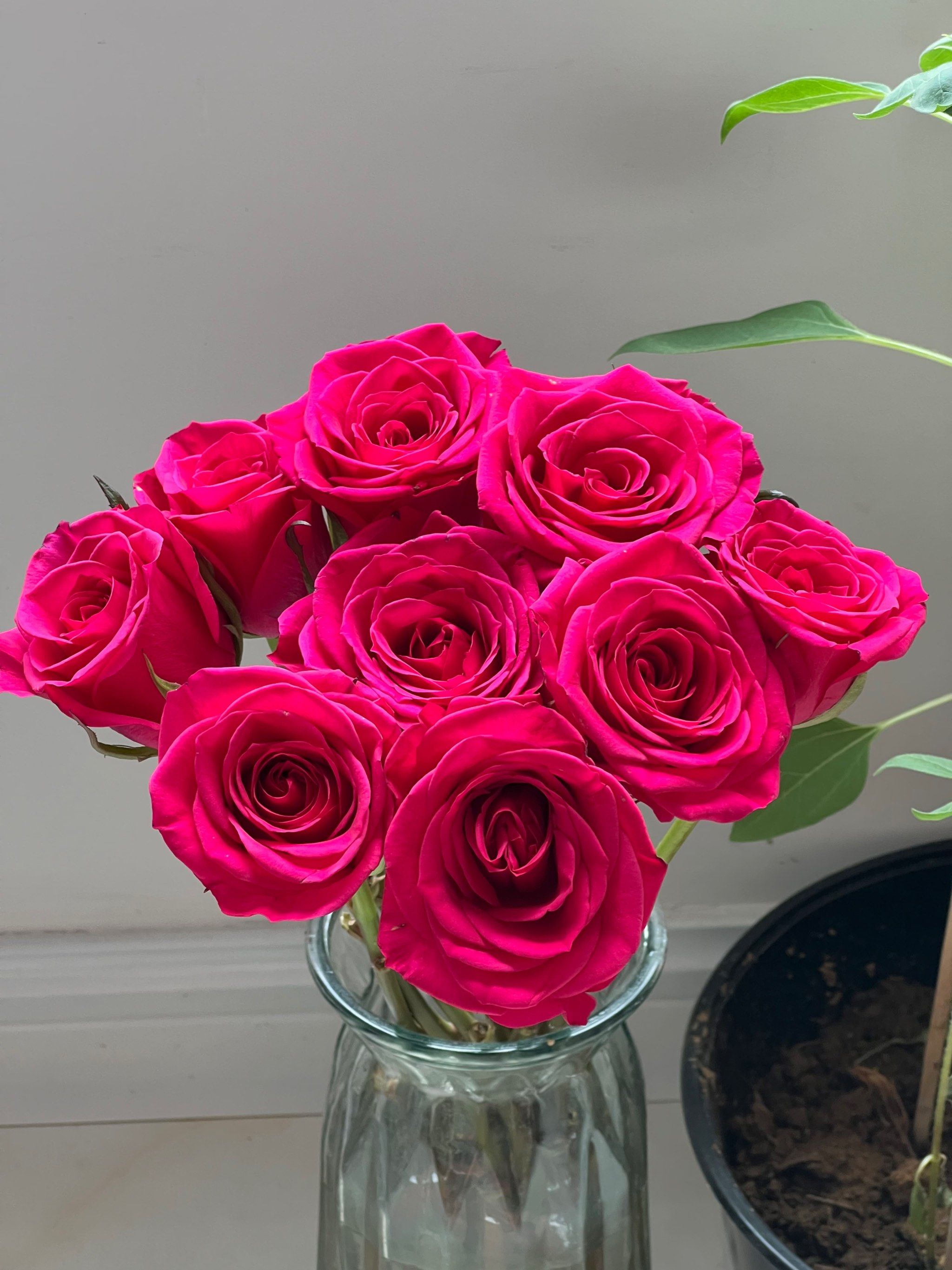 玫瑰色的浪漫一角