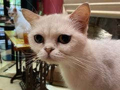 -猫色咖啡·猫咖