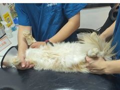 -御宝贝·A梦猫科宠物医院(国际猫友好医院)