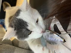 -喵园·猫主题咖啡厅·撸猫·猫咖(国贸店)