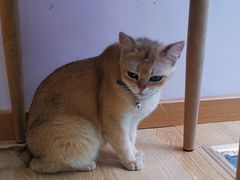 -猫咪派对(江南西店)