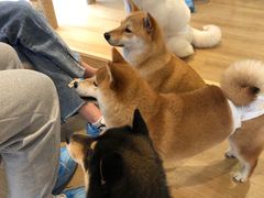 -南京Hallo宠物乐园·哈罗犬舍·柴犬繁育基地
