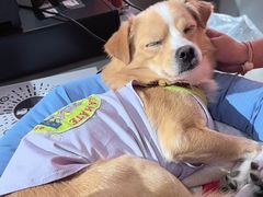 -MARSMART PETS火星宠物超市(1733店)