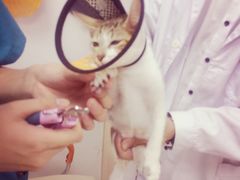 -创凡宠物医院·骨专科  猫科中心(西乡分院)
