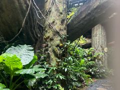 -西双版纳原始森林公园