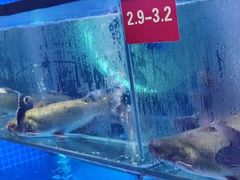 -鱼酷活鱼烤鱼(恒隆广场店)