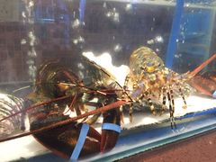 澳洲大龙虾-火舞泰·泰式海鲜火锅餐厅(世纪城店)