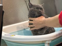 -PETKIT小佩宠物·低压洗护(国顺东路店)