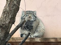-青藏高原野生动物园