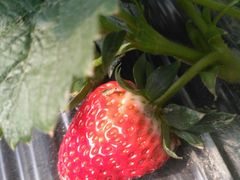 -胜丰草莓采摘园