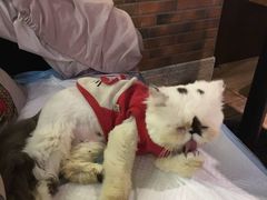 -more than meow吴止猫主题餐厅(承德 中船汇店)