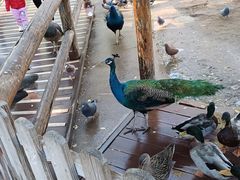 -北京动物园-畅观楼