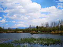 -才村湿地公园