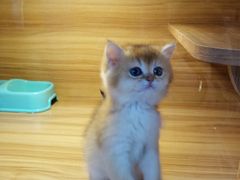 -猫十亿·布偶金渐层·曼基康矮脚猫舍(青年路店)
