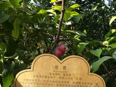-呀路古热带植物园