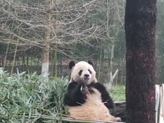 -都江堰中华大熊猫苑