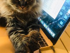 -Cappucimeow猫咪咖啡馆(韦伯时代店)