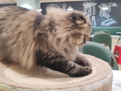 -安格丽娜·狗咖·猫咖羊驼咖(春熙路百盛商场店)