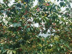 -樱桃山旅游景区