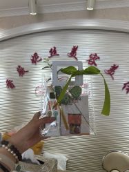 -香薇妮丝女子减肥院