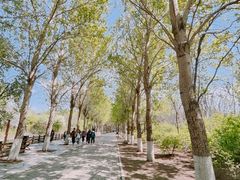 -沈阳鸟岛